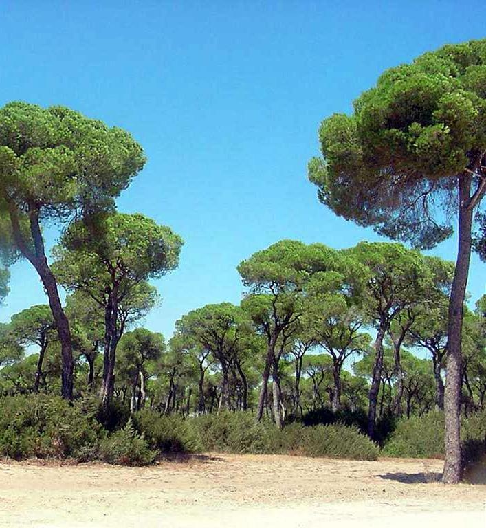 Brisas Del Guadalquivir